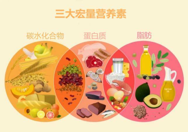 應(yīng)該了解的網(wǎng)球運(yùn)動(dòng)員營(yíng)養(yǎng)飲食